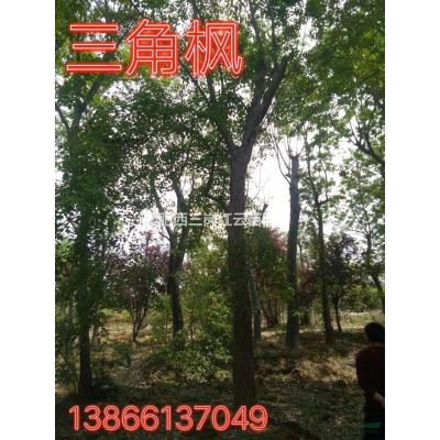 安徽櫻花批發/供應