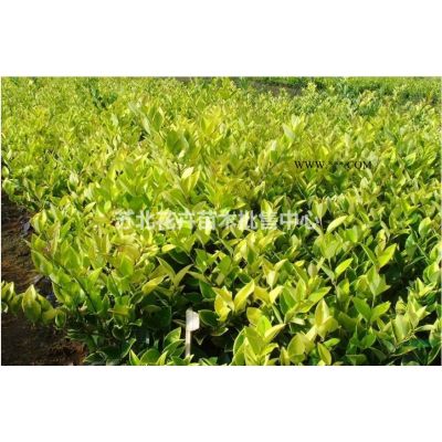 女貞、國(guó)槐、櫻花、紅葉小檗、合歡小苗