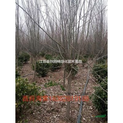 烏桕苗