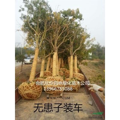合肥合歡小苗報價米徑1公分2元、2公分5元、3公分10元、