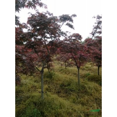 重陽木8公分，10公分重陽木，12公分重陽木，15公分重陽木價格