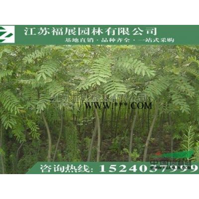 基地直銷重陽木 行道樹綠化苗木重陽木