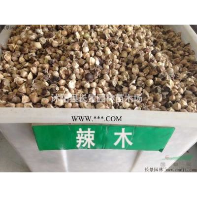 今年金合歡種子價格便宜嗎？