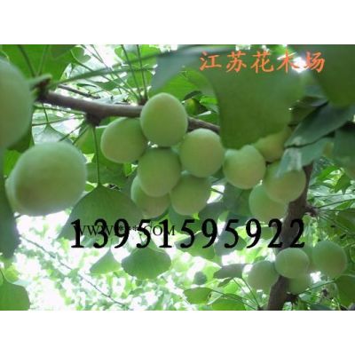 新采1000多斤烏桕種子 粒粒飽滿 品相好 快遞*噢