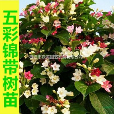 烏桕、烏桕苗、沭陽烏桕基地、烏桕樹價格