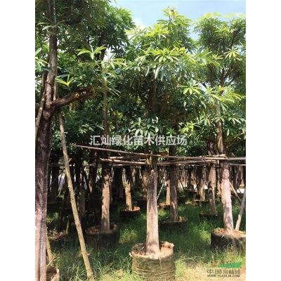 朱槿、紫錦黃櫨、俏黃櫨、紅葉烏桕、花葉榕、星光榕、木芙蓉