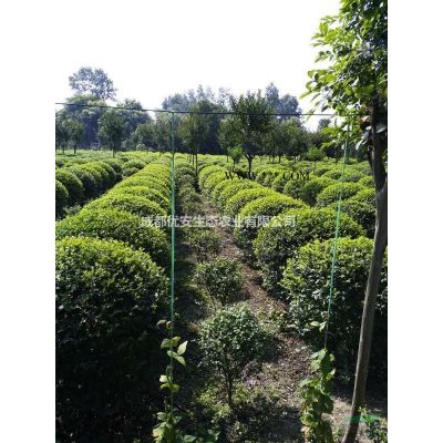 成都樸樹低價(jià)格便宜好樹農(nóng)戶直銷20公分25公分35公分