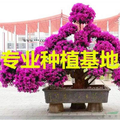 紅葉烏桕價格 紅葉烏桕批發(fā) 紅葉烏桕供應(yīng)