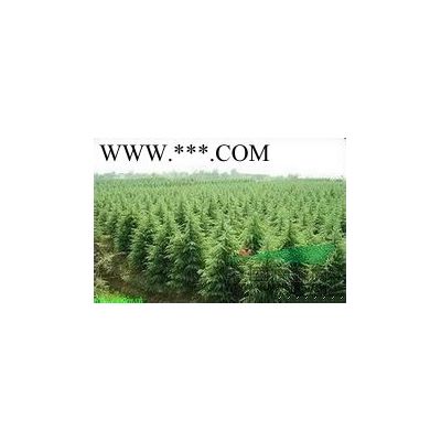 南京重陽木銷售基地15公分重陽木批發(fā)銷售