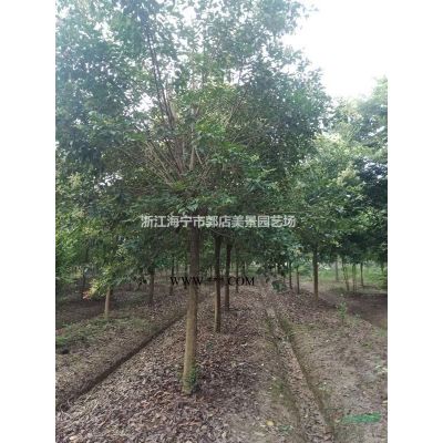 浙江烏桕農戶直銷 大小規(guī)格烏桕 嘉興烏桕價格 海寧烏桕基地