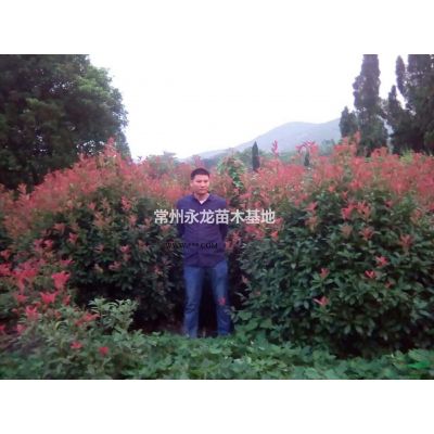 常州地區(qū)重陽木