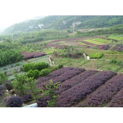 供應(yīng)湖南造型羅漢松 湖南造型榆樹 湖南造型白蠟 造型紅花繼木