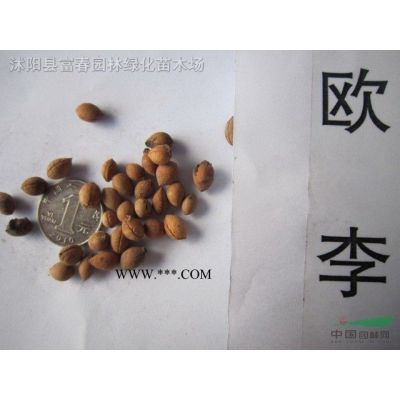綠化喬木垂槐，垂槐苗，別名：槐樹，龍爪槐，盤槐
