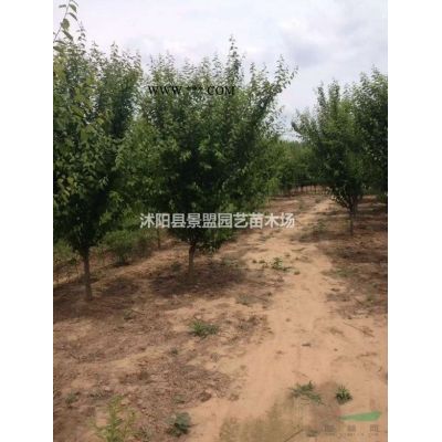 龍爪槐什么季節移植好？