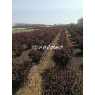 金葉榆苗木，大葉垂榆景觀苗木，龍爪槐基地
