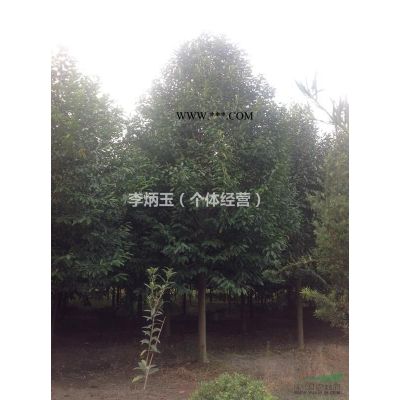 龍爪槐價格  龍爪槐批發基地  龍爪槐價格趨勢