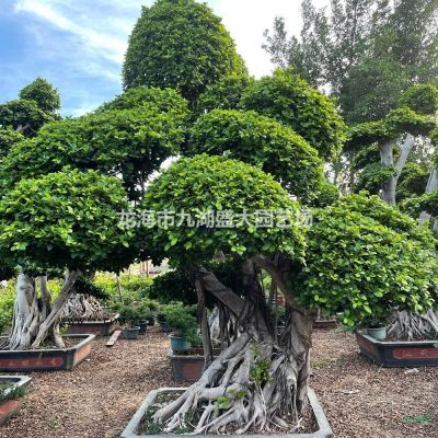 布迪椰子價格 布迪椰子報價 布迪椰子皮批發(fā)
