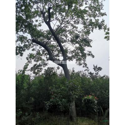 浙江叢生樸樹基地，叢生樸樹/特征/用途