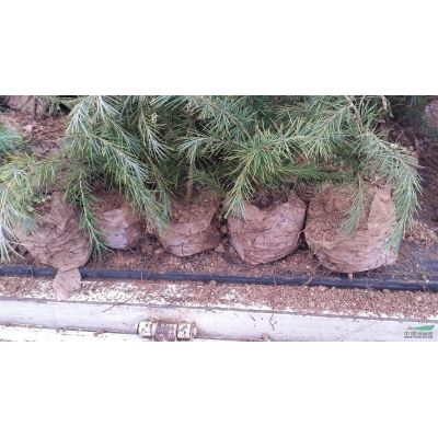 河津櫻|早櫻|新品種櫻花|櫻花樹報價|2017河津苗