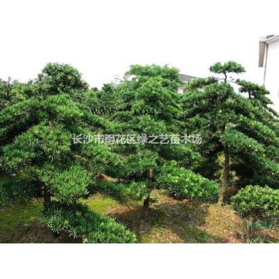 日本櫻花 關(guān)山櫻花 晚櫻 5—18公分價(jià)格便宜