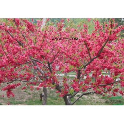 櫻花3行情報(bào)價(jià)\櫻花3圖片展示