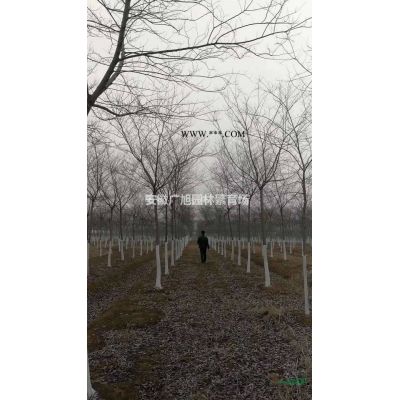 10公分合歡