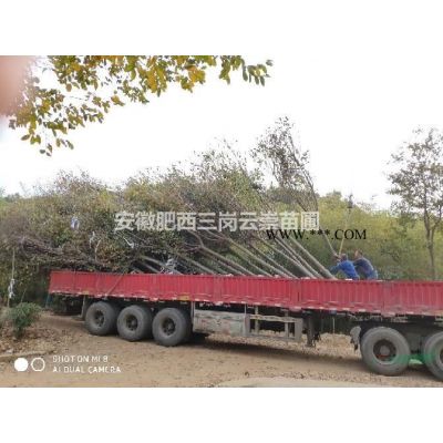 供應(yīng)烏桕  精品烏桕