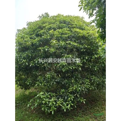 優(yōu)質(zhì)特價(jià)重陽木 15-20公分重陽木 湖州重陽木 長興重陽木產(chǎn)地直銷