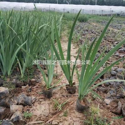大量銷售供應合歡樹--合歡樹苗