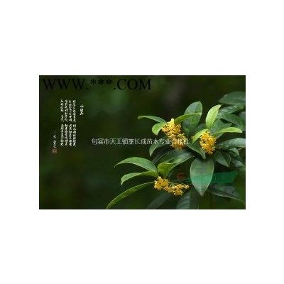 烏桕 圖片 烏桕 報價 江蘇基地直供