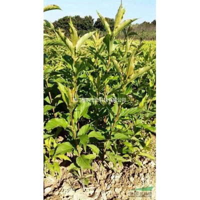 白玉蘭 八月桂 枇杷 白蠟 八角金盤 碧桃 北海道黃楊