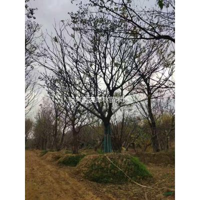 浙江供應4-5公分榔榆規格* 基地直供
