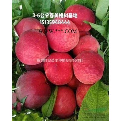 胸徑150公分國槐價格_胸徑150公分龍爪槐價格供應_山西地