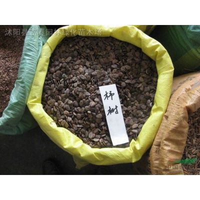 直銷喬木-白皮松，白皮松直銷基地，又名虎皮松、三針松，白果松