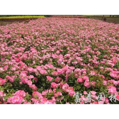 樸樹、樸樹苗、樸樹沭陽種植基地、沭陽樸樹