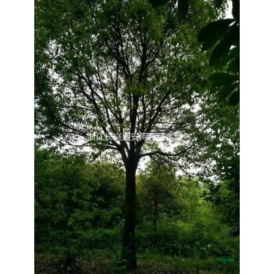 合歡行情報價\合歡圖片展示