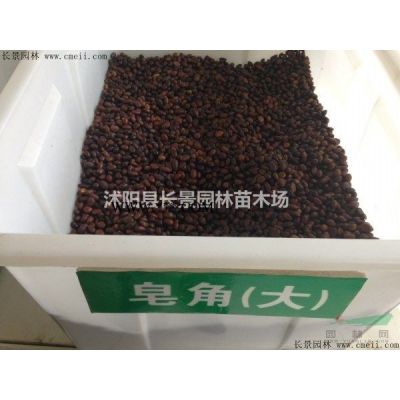 烏桕種子批發多少錢一斤？