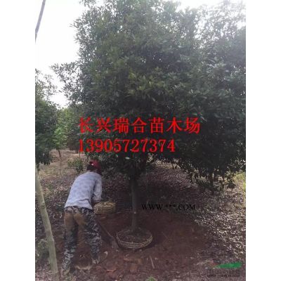 湖州合歡樹 長興合歡 合歡樹價格