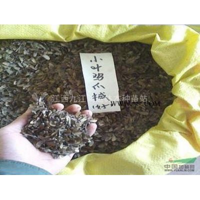 合歡 江西合歡基地 合歡*新報價