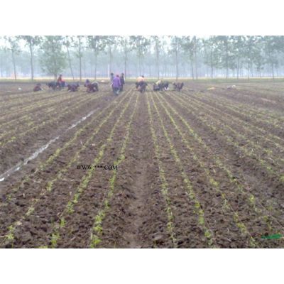 江蘇地區(qū)供應(yīng)北美楓香11–12公分2000株