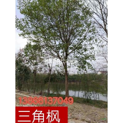 安徽楓香哪里好/哪家便宜