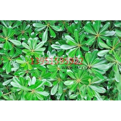 砍盡楊柳樹種植玉蘭紅楓臘梅花白蠟黃金槐紅葉桃紫葉李榆葉梅垂梅