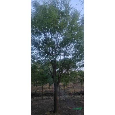榔榆行情報價\榔榆圖片展示