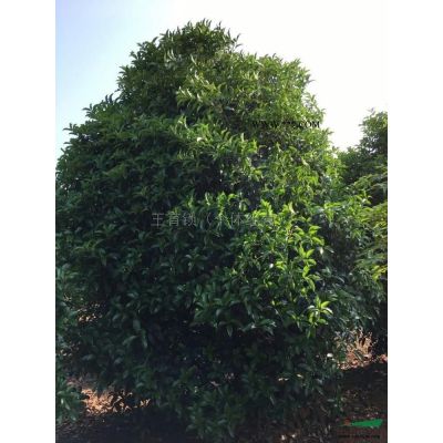 出售榔榆樹苗，基地直銷，價格優惠