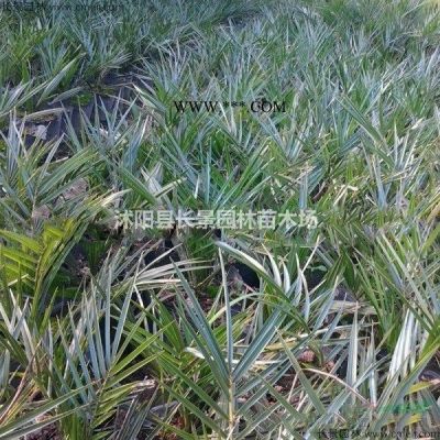 白皮松種子價格哪里比較低？白皮松種子產(chǎn)地在哪里？