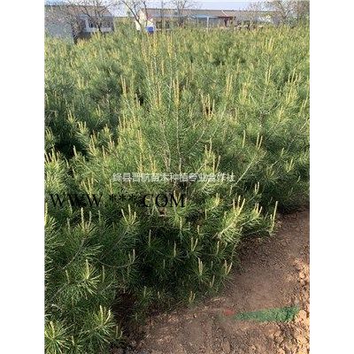 3公分櫻花樹 5公分櫻花樹 6公分櫻花樹 8公分櫻花樹