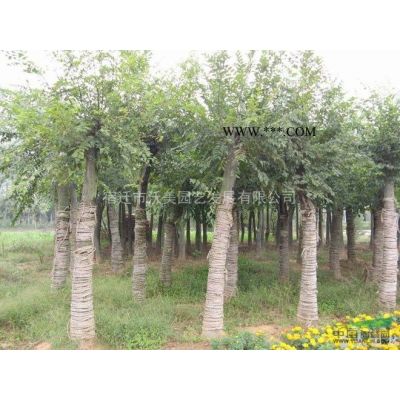 基地供應 八重紅枝垂櫻 櫻花小苗 樹圃基地各植物綠化樹 護坡綠化 景點觀賞行道樹 觀花 價格美麗