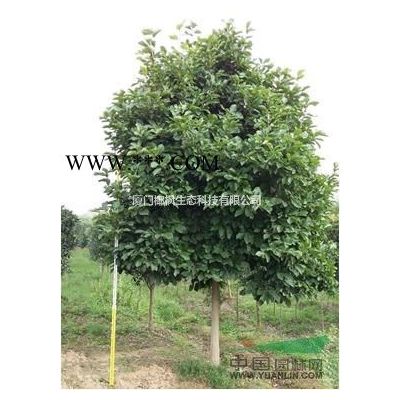 供應櫻花 櫻花價格 櫻花報價 櫻花行情 櫻花信息 櫻花動態