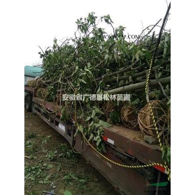 優質特價烏桕 安徽烏桕價格 大小規格烏桕產地直銷