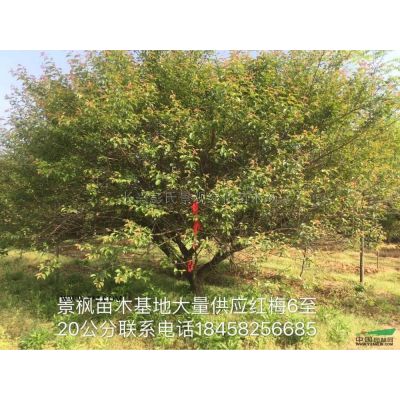 9-11公分楓香 浙江楓香楓香上車價(jià)